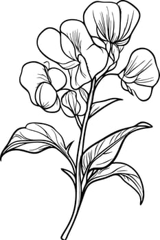 Botanical Line Art Pea Flower Illustration for Tattoos and Coloring Books vector