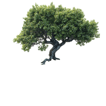 Large green tree with dense foliage standing alone against a plain backdrop in a serene setting isolated on transparent background. png