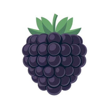 blackberry fruit illustration isolated on white background vector