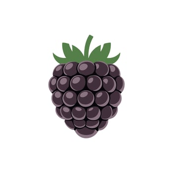 blackberry fruit illustrations vector
