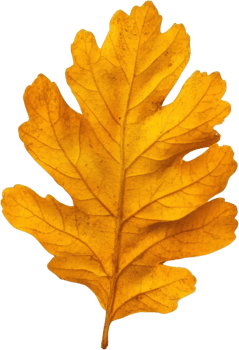 Single golden autumn oak leaf isolated transparent background perfect for fall designs png