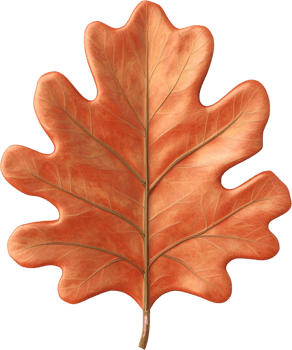 Autumn Oak Leaf Detailed Illustration Fall Season Nature Botanical Image png