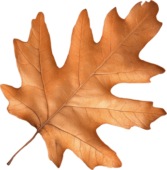 Detailed Close up of a Single Dried Oak Leaf Autumn Fall Season Nature png