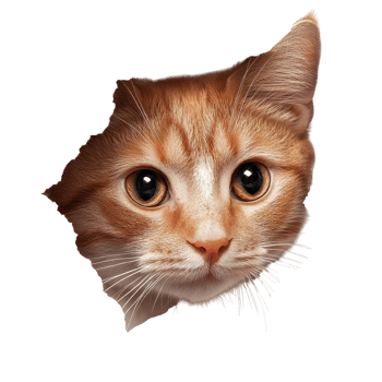 Curious Cat Peeking Through Hole on transparent background. png