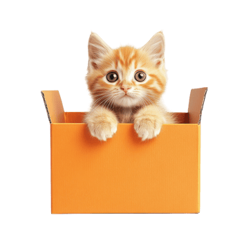 Adorable Kitten in Orange Box on transparent background. png