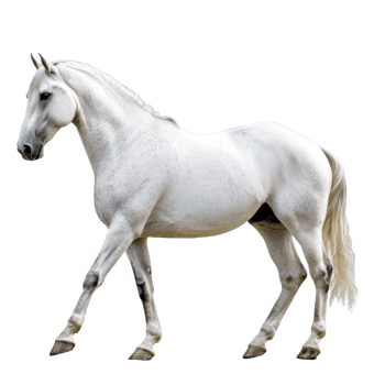 Elegant Lipizzaner Horse Portrait on transparent background. png