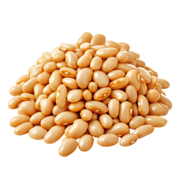 White Beans Background Texture on transparent background. png