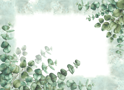 Eucalyptus plant greenery banner on watercolor splashes spotted background. Green silver dollar tree branches with round leaves. Hand drawn isolated illustration Clipart for greeting card, invitation. png