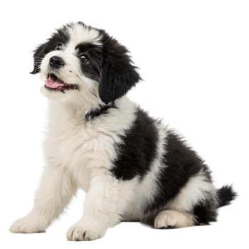 black and white puppy dog is isolated on the transparent background png
