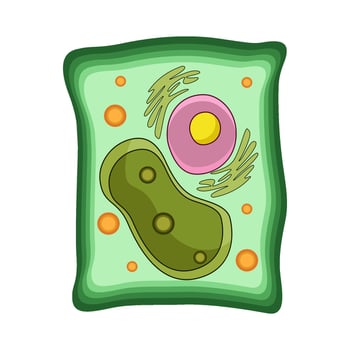 illustration of Plant Cell vector