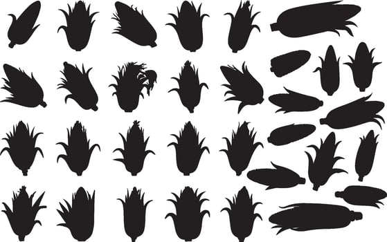 Corn silhouettes set of various shapes and sizes vector