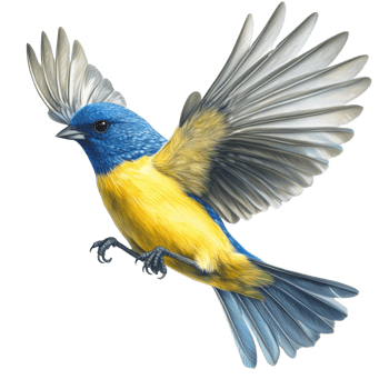 A Vibrant Yellow And Blue Bird In Flight. cut out png