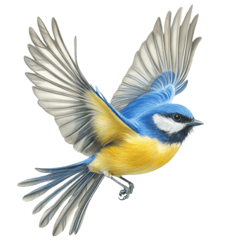 A Vivid Blue Tit In Flight Soaring Gracefully png