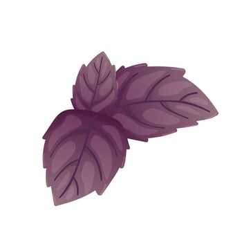 Purple basil leaf in flat design. Culinary herbal spice, scented foliage. illustration isolated. vector