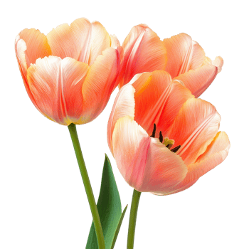 Three blooming tulip flowers in soft pink shades against a clean transparent background in early spring, Tulip flowers transparent background. Tulip flowers transparent background png