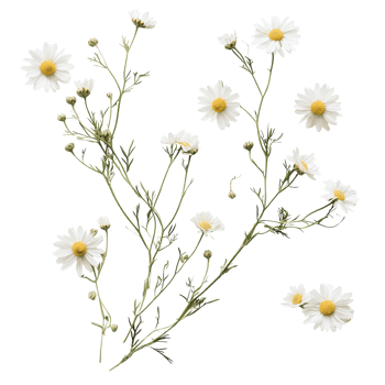 Delicate chamomile blooms displayed artistically on a clean transparent surface, Delicate chamomile blooms isolated on a clean transparent background, perfect for s ands png