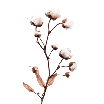 A delicate cotton flower branch with soft blooms against a pristine transparent background showcasing natural beauty and simplicity, Cotton flower on transparent background png