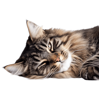 Relaxed Maine cat lounging comfortably on a soft surface in a bright indoor setting, Relaxed Maine Cat Laying on the Ground, Furry Pet Isolated on transparent background png