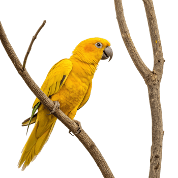 yello parrot in tree isolated on transparent background png