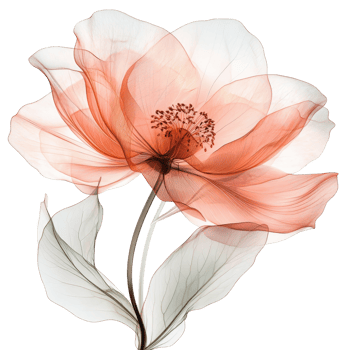 Delicate pink flower with transparent petals swaying gently in the soft light of spring, blank or transparent advertisement banner in the city center png