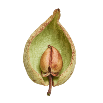 Luna nut Lepisanthes fruticosa showcasing its unique pod structure against a clean transparent background, Luna nut Lepisanthes fruticosa on transparent background png
