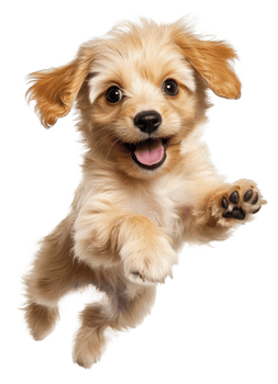 A dog jumping in the air with its mouth open png