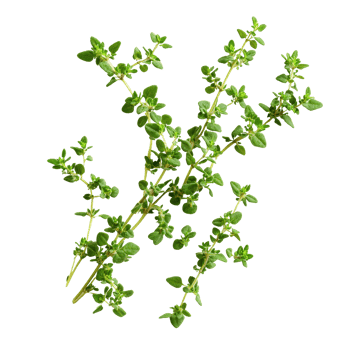 Fresh thyme leaves isolated on a clean transparent background for culinary and aromatic use in cooking, thyme leaves isolated on transparent background png