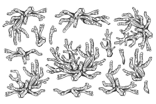 illustration of sea and ocean coral plant. Isolated object on a white background. Tropical underwater element of natural bottom world. Hand drawn textured sketch isolated background vector