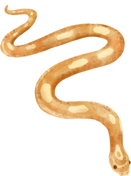 watercolor snake illustration png