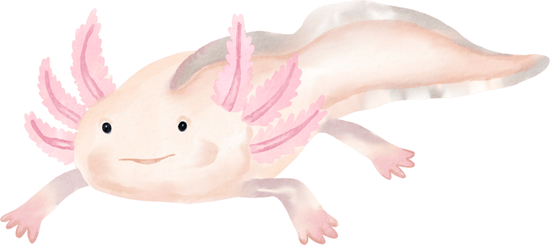 watercolor axolotl illustration png