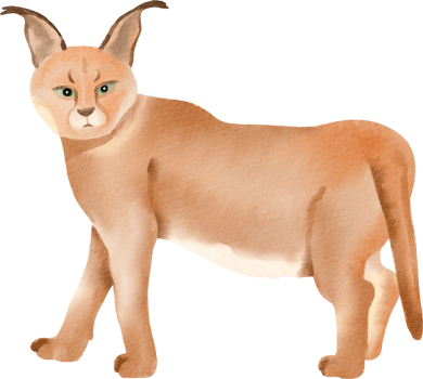 watercolor caracal illustration png