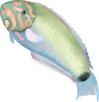 watercolor sea fish colorful png