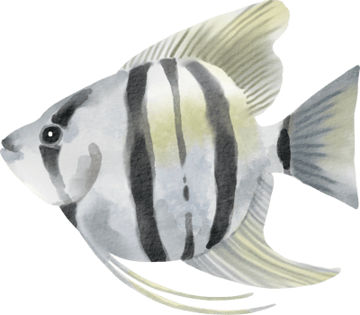 watercolor angelfish illustration png