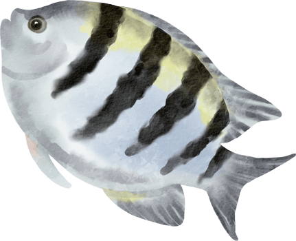 watercolor butterflyfish illustration sea png