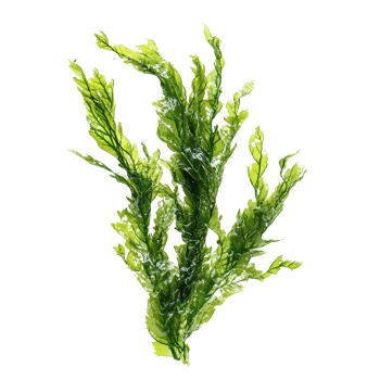 Fresh green algae isolated on a transparent background showcasing natural textures and vibrant colors, Fresh green algae isolated on transparent background. Algae transparent background png