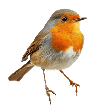 A robin perched on a branch against a transparent background showcasing its vibrant colors, Bird perch robin isolated on transparent background png