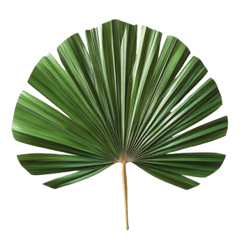 A beautifully crafted fan made from palm leaves displayed on a transparent background for artistic appreciation, fan made from palm leaves on transparent backgroundfile png