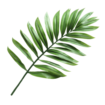 A vibrant green palm leaf isolated on a clean transparent background showcasing its natural beauty and texture, green palm leaf isolated on transparent background png
