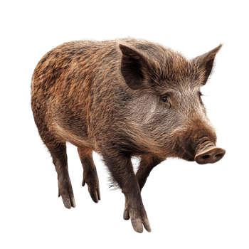 Wild boar walking on a transparent background, showcasing its distinctive features and natural movement, Wild Boar isolated on transparent background png