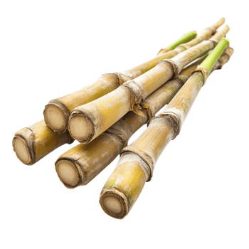 Fresh sugar cane stalks arranged on a clean transparent background, highlighted for agricultural and culinary use, sugar cane on transparent background png