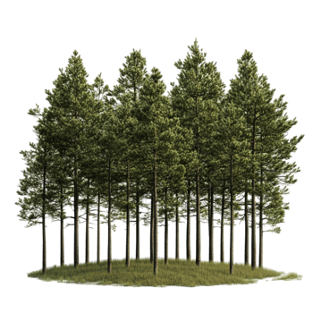 Dense Green Pine Trees Landscape png