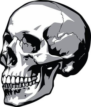 Human Skull Illustration silhouette black and white vector