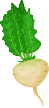 Turnip with large, vibrant green leaves thriving in nutrient rich soil, ready for harvest and perfect for creating delicious, healthy culinary dishes and vibrant seasonal meals vector
