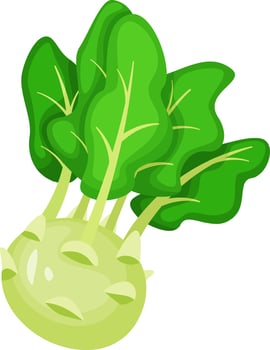 Kohlrabi vegetable showcasing vibrant green leaves, growing against a white background. Celebrating healthy eating, this fresh vegan ingredient highlights nutrition and organic goodness vector