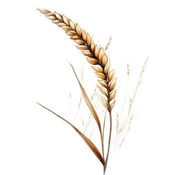 Golden Wheat Stalks and Dried Grass Blades png
