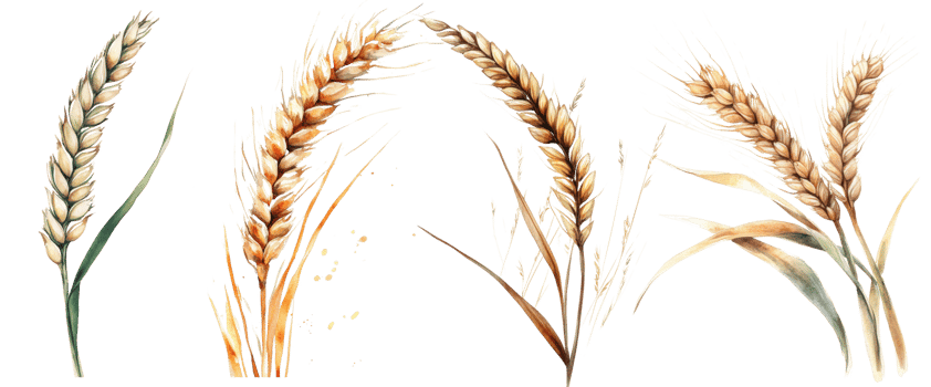 Watercolor Painting of Golden Wheat Stalks png