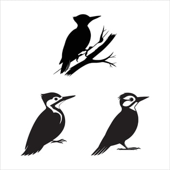 Smooth Woodpecker Silhouettes vector