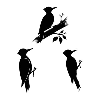 Elegant Woodpecker Silhouettes vector