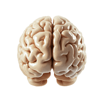 3d model of human brain isolated on transparent background png