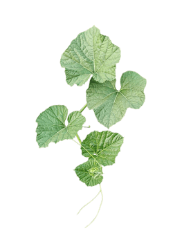 a gourd plant vine with green leaves on a transparent background, Green gourd Vine with Lush Leaves png